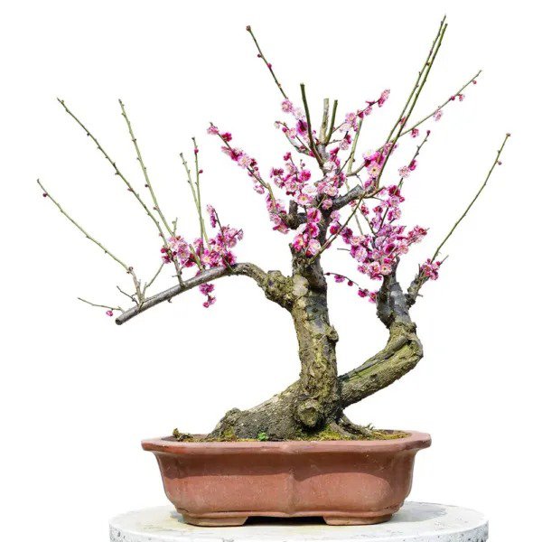 Fresh Flowering Plum Bonsai Tree Seeds 10 Seeds Of Prunus Triloba Flowering Tree P Garden