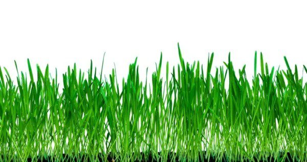 Fresh 10 Lbs No Till Winter Rye Cover Crop Seeds Non Gmo Rye Deer & Turkey Food Pl Garden