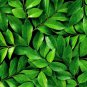 Fresh Tea Plant Seeds For Planting 6 Seeds Of Camellia Sinensis Herb Seeds Made In Garden