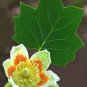 Fresh 25 Tulip Poplar Seeds For Planting Stunning Tulip Shaped Flowers Fast Growin Garden