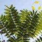 Fresh Np Tree Of Heaven Ailanthus Altissima 10 Seeds Oms Flower Decoration Veget Garden