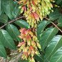 Fresh Tree Of Heaven Seeds For Planting 30 Seeds Ailanthus Altissima Tree Of The Garden