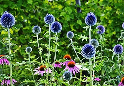 Fresh Globe Thistle Seeds For Planting 30 Seeds Exotic Blue Globe Thistle Garden
