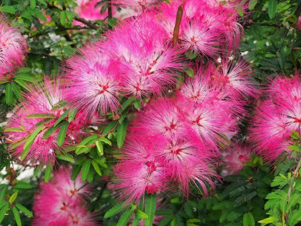 Fresh 30 New Mimosa Silk Tree Seeds Albizia Julibrissin Very Showy And Attractive Fl Garden