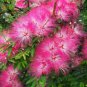 Fresh 30 New Mimosa Silk Tree Seeds Albizia Julibrissin Very Showy And Attractive Fl Garden