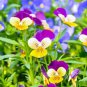 Fresh Johnny Jump Up Pansy Seeds 1 000+ Seeds Beautiful Perennial Flowers Garden