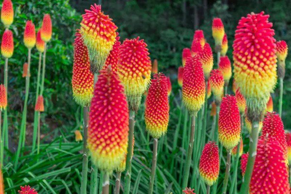 Fresh Torch Lily Flower Seeds 50 Seeds Red Poker Flower Exotic Vibrant Red Bloom Garden