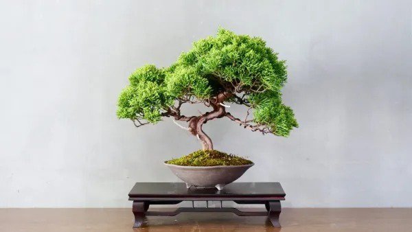 Fresh Bonsai Tree Seeds Juniper Bonsai 25 Seeds Garden