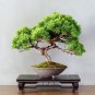 Fresh Bonsai Tree Seeds Juniper Bonsai 25 Seeds Garden
