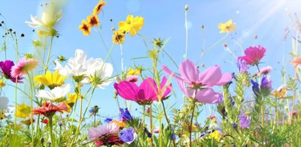 Fresh Drought Tolerant Wild Flower Seeds Kit Bulk Flower Seed Mix For Planting Garden