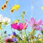 Fresh Drought Tolerant Wild Flower Seeds Kit Bulk Flower Seed Mix For Planting Garden