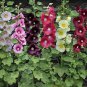 Fresh Hollyhock Seeds For Planting Mixed Colors 250+ Seeds Long Blooming Period I Garden