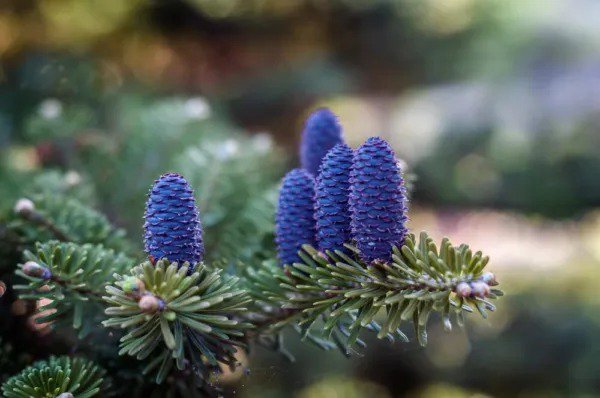 Fresh Korean Fir Tree Seeds 20 Seeds Prized Blue Cones Ships From Iowa. Garden