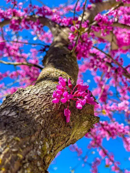 Fresh Chinese Redbud Tree Seeds To Grow 40+ Seeds Exotic Flowering Tree Garden