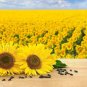 Fresh Black Oil Sunflower Seeds For Planting 100+ Seeds Made In Usa Attract Bird Garden