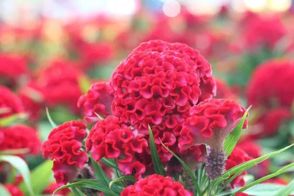 Fresh Exotic Cockscomb Seeds 250+ Seeds Amazing Flower Made In Usa Celo Garden