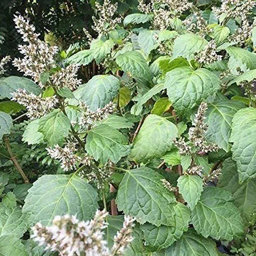 Fresh Savoir Patchouli Seeds (Pogostemon Cablin) Packet Of 100 Seeds Garden