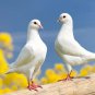 Fresh Peredovik Sunflower Seeds For Planting 500 Seeds Attract Doves And Other Bir Garden