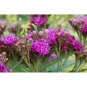 Fresh Common Ironweed Seeds (30+ Seed Package) Garden