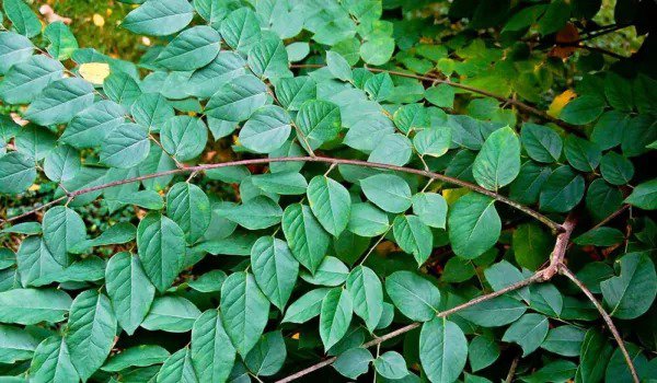 Fresh Kentucky Coffee Tree Seeds For Planting 10 Seeds Gymnocladus Dioicus Made Garden