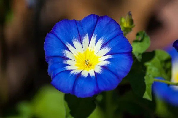 Fresh Morning Glory Ensign Roya Blue Seeds 100 Seeds To Plant Beautiful Flowering Garden