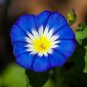 Fresh Morning Glory Ensign Roya Blue Seeds 100 Seeds To Plant Beautiful Flowering Garden