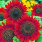 Fresh Rattlefree Velvet Queen Sunflower Seeds For Planting Heirloom Non Gmo 50 S Garden