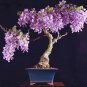 Fresh Qebidvl Wisteria Vine Seeds Blue Moon Wisteria Vine Seeds Highly Prized Flowerin Garden