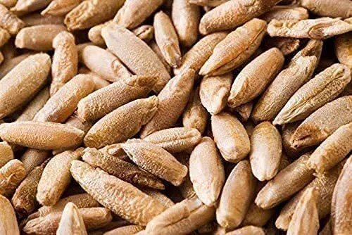 Fresh 100 Pcs Rye Seeds Non Gmo And Grown Organically Great For Cover Crops Food Garden