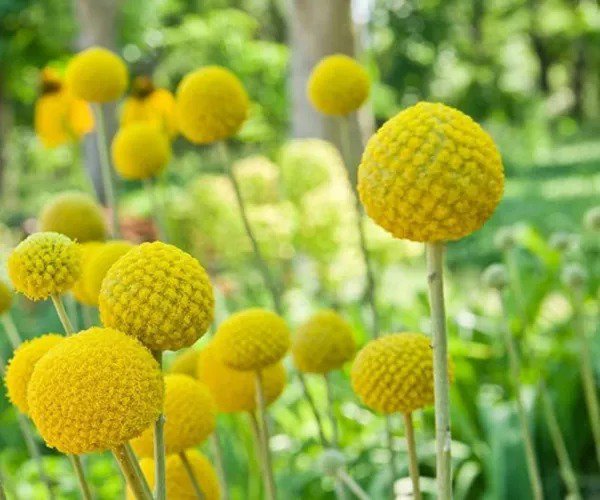 Fresh Yellow Globe Flower Seeds 50 Seeds Great For Cut Flowers And Flower Bonsai Garden