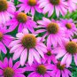 Fresh Purple Coneflower Flower Seeds 1 000+ Seeds Made In Usa Ships From Iowa. Garden