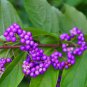 Fresh American Beauty Berry Callicarpa Americana 20 Seeds Non Gmo Seeds Grown A Garden