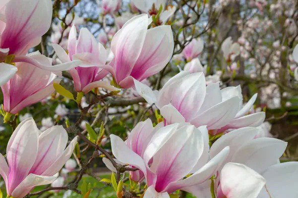 Fresh Magnolia Tree Seeds 10 Seeds Beautiful Pink/White Flowers (Magnolia Soulange Garden