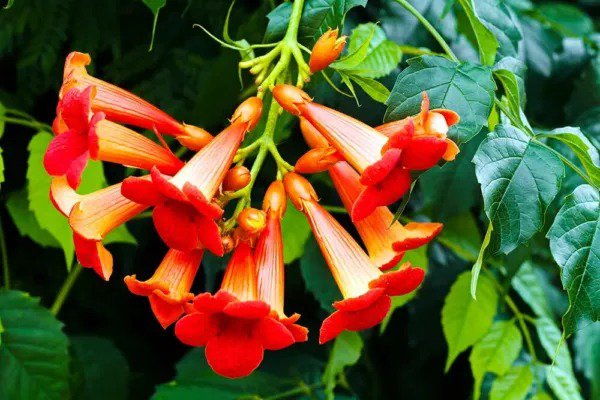 Fresh Rare Red Hummingbird Vine Seeds 25 Seeds Red Trumpet Bush Non Gmo Seeds S Garden