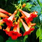 Fresh Rare Red Hummingbird Vine Seeds 25 Seeds Red Trumpet Bush Non Gmo Seeds S Garden