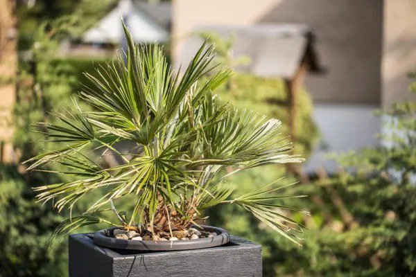 Fresh Windmill Palm Bonsai Tree Seeds 6 Seeds Trachycarpus Fortunei Garden