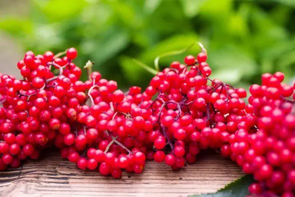 Fresh Red Elderberry Seeds 50 Seeds To Plant Sambucus Racemosa Non Gmo Seeds Gr Garden