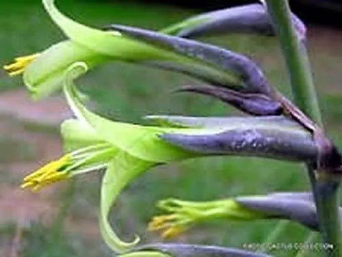 Fresh Exotic Aloe Puya Mirabilis Seeds 15 Seeds Made In Usa Garden