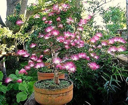 Fresh Pink Fairy Dust Tree Seeds 10 Seeds Calliandra Eriophylla Prized For Bonsa Garden
