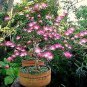 Fresh Pink Fairy Dust Tree Seeds 10 Seeds Calliandra Eriophylla Prized For Bonsa Garden
