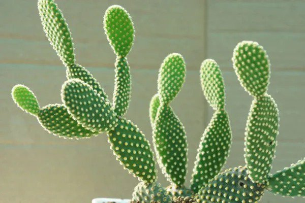 Fresh Bunny Ears Cactus Seeds 20 Seeds Exotic Cactus Popular For Bonsai Or Contain Garden