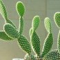 Fresh Bunny Ears Cactus Seeds 20 Seeds Exotic Cactus Popular For Bonsai Or Contain Garden