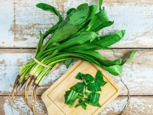 Fresh Culantro Ngo Gai Naturally Grown 100 Mg Seeds For Planting Eryngium Foetidium Garden