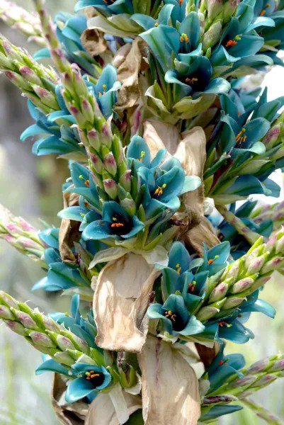 Fresh Puya Alpestris Sapphire Tower Giant Bromeliad 15 Rare Seeds Vibrant Turquois Garden