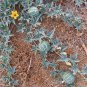 Fresh 10 Rare Silver Fox Melon Seeds Bright Striped Melon Compact Vines 60 70 Day Garden