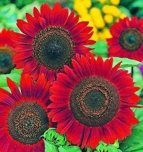 Fresh Red Sun Sunflower 20 Seeds Helianthus Annuus Flowers To Plant Eye Catching No Garden