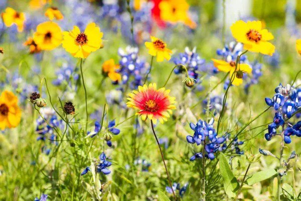 Fresh Wild Flower Seeds Packet Kit Open Pollinated Bulk Flower Seed Mix Covers 10 Garden