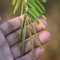 Fresh 20 Sleeping Grass Seeds To Grow Amazing Plant That Moves When Touched Sensit Garden