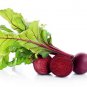Fresh Red Beets Seeds For Planting 250+ Seeds Made In Usa Ships From Iowa. Garden