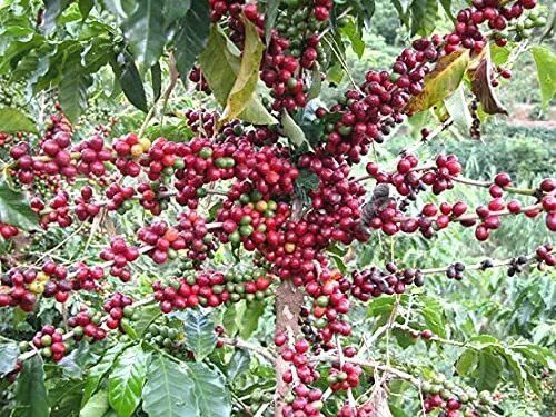 Fresh Generic Coffee Seeds For Planting(30 Seeds) Garden
